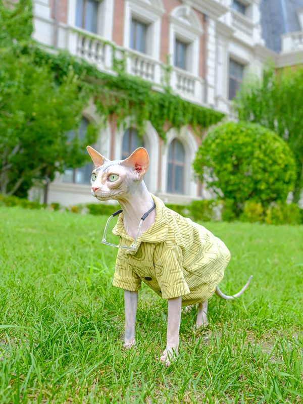 Yellow Letter Blouse for Sphynx Cute Sphynx Blouse Pajamas for Sphynx
