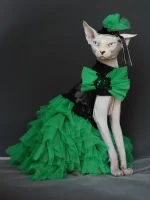 Formal Dress for Sphynx Cat