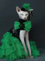 Formal Dress for Sphynx Cat