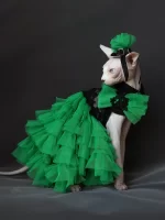 Formal Dress for Sphynx Cat