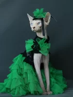 Formal Dress for Sphynx Cat