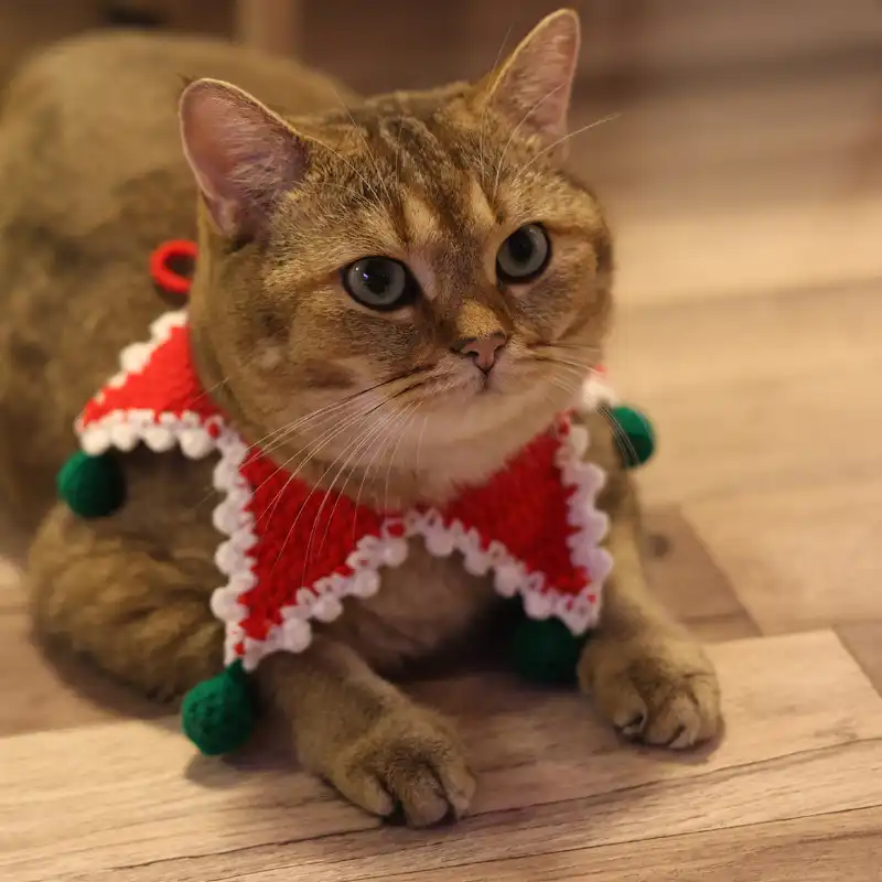 Festive cat collars shop