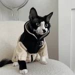 Designer Sherpa Coat for Sphynx