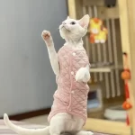 Padded Vest for Hairless Cat