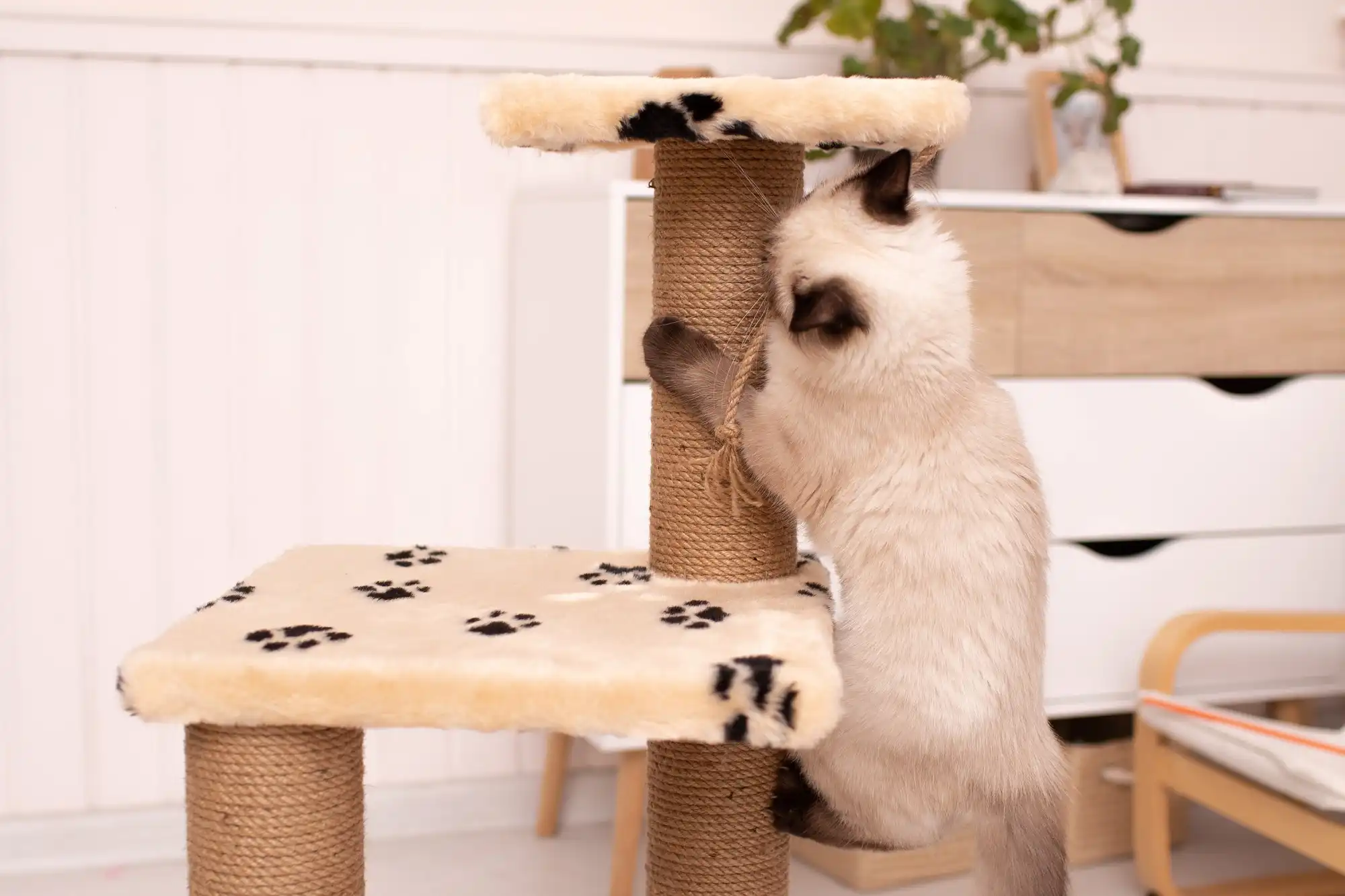 猫が家具を引っ掻くのを阻止する5つの方法