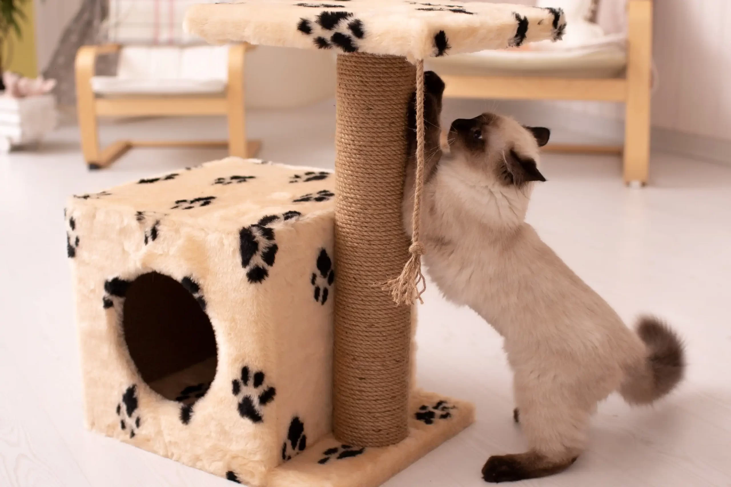 5 Wege, um Ihre Katze vom Kratzen an Ihren Möbeln abzuhalten