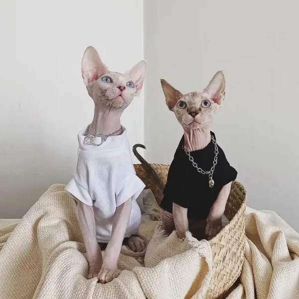 Unterzieh-T-Shirt für haarlose Katze Reine Baumwolle, hypoallergen