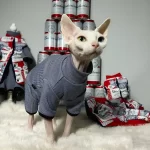 Budweiser Set for Sphynx