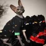Buntes NIKE-Symbol-T-Shirt für Katze | Designer-Outfit für Sphynx