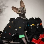 Colorful NIKE icon T-shirt for Cat | Designer Outfit for Sphynx