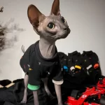 Colorful NIKE icon T-shirt for Cat | Designer Outfit for Sphynx