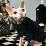 LV Icon Silk Bottoming Shirt for Cat