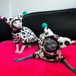 Leopard Costumes for Sphynx