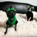 Sphynx Green Dinosaur Costume with a Cap