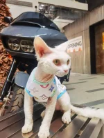 Colorful Louis Vuitton Tank Tops for Cats