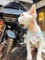 Colorful Louis Vuitton Tank Tops for Cats