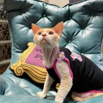 Candy Color Summer Camisole for Sphynx, Devon Rex
