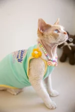 Candy Color Summer Camisole for Sphynx, Devon Rex