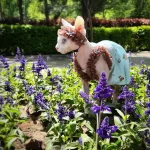Cotton Lace Bear Dress for Cats