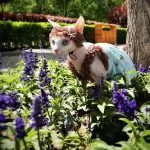 Cotton Lace Bear Dress for Cats