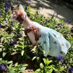 Cotton Lace Bear Dress for Cats