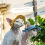 Bucket Hat with Ear Hole for Cats