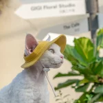 Bucket Hat with Ear Hole for Cats