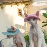 Bucket Hat with Ear Hole for Cats