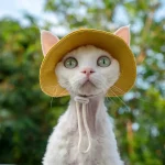 Bucket Hat with Ear Hole for Cats