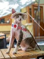 Denim Harness for Hairless Cats, Vest and Hat