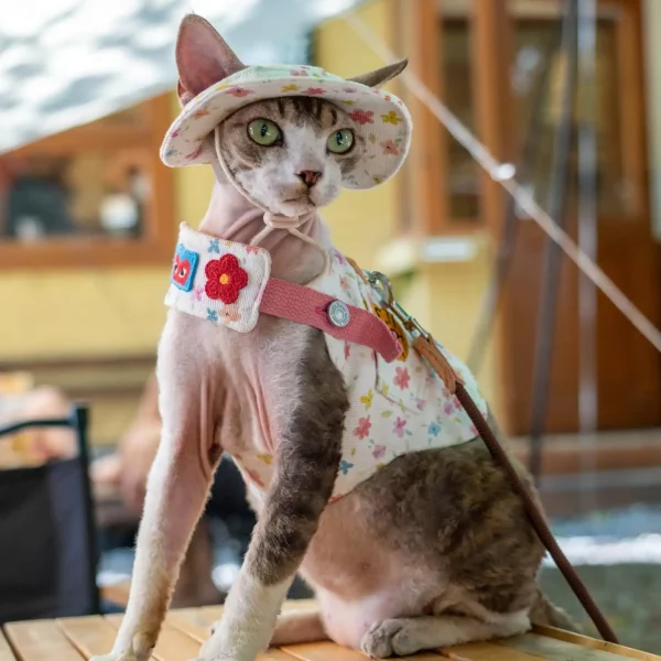 Denim Harness for Hairless Cats, Vest and Hat