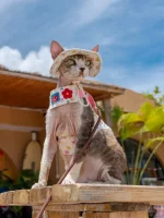 Denim Harness for Hairless Cats, Vest and Hat