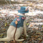 Denim Harness for Hairless Cats, Vest and Hat
