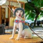 Denim Harness for Hairless Cats, Vest and Hat