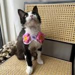 Floral Shawl Collar Hairless Cat Accessories