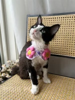 Floral Shawl Collar Hairless Cat Accessories