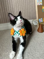 Floral Shawl Collar Hairless Cat Accessories