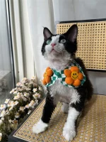 Floral Shawl Collar Hairless Cat Accessories