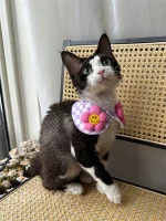 Floral Shawl Collar Hairless Cat Accessories