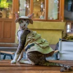 Outdoor Military Denim Vest for Sphynx