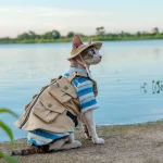 Outdoor Military Denim Vest for Sphynx