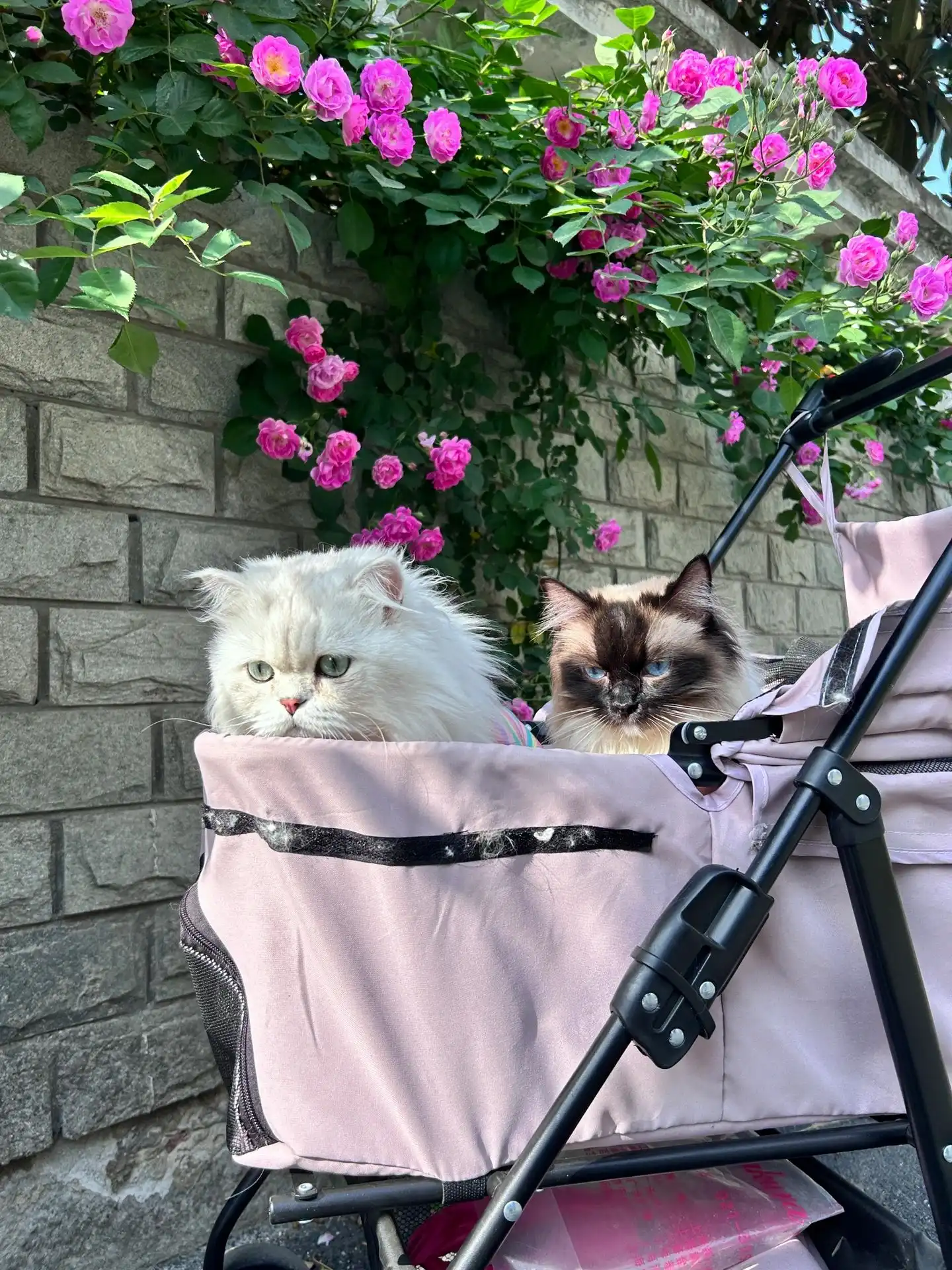 Reviews of Cat Stroller