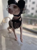 Sexy Black Mesh Tank Top for Sphynx Cat