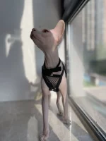 Sexy Black Mesh Tank Top for Sphynx Cat