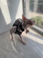 Sexy Black Mesh Tank Top for Sphynx Cat