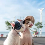 Sun Hat with Open Ears for Sphynx