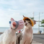 Sun Hat with Open Ears for Sphynx