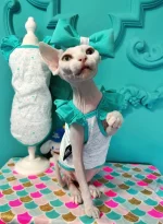 Tiffany Lace Sleeves Tank Tops for Sphynx