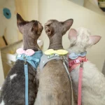 Cat Bow Harness and Leash
