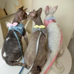 Cat Bow Harness and Leash